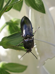 Melanactes densus