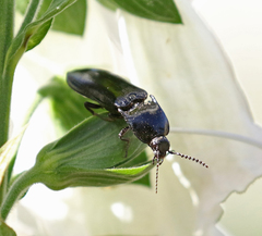 Melanactes densus