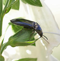 Melanactes densus
