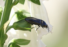 Melanactes densus