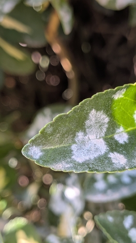 Erysiphe euonymicola