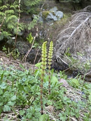 Equisetum pratense