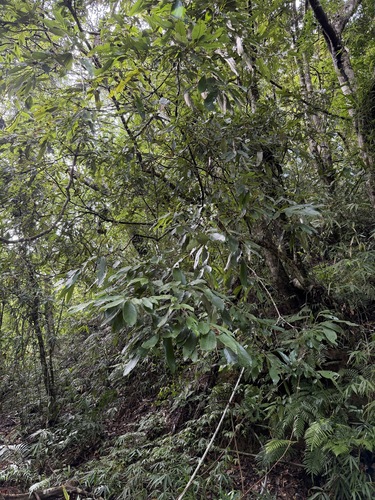 Castanopsis indica observed 2026-08-16