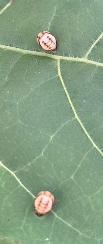 Six-spotted Zigzag Ladybird