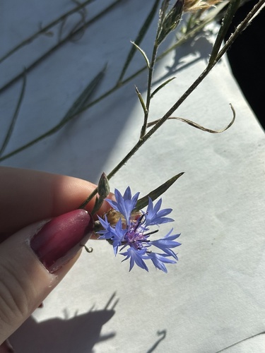 Cornflower