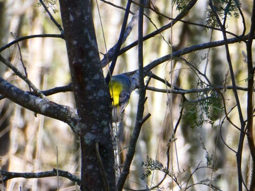 Eastern Yellow Robin