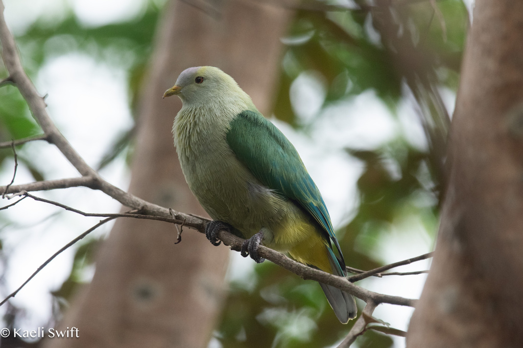 Grey-green Fruit Dove