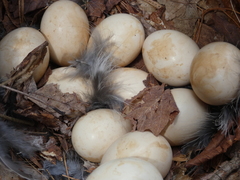 Perdix perdix