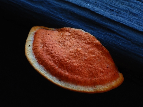 Southern Cinnabar Polypore