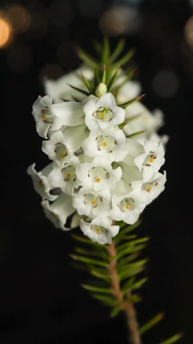 Common Heath