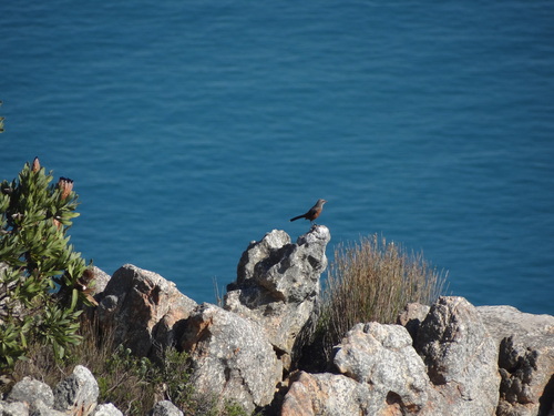 iNaturalist image