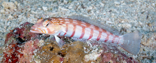 Parapercis multiplicata observed 2026-06-11
