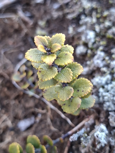 Gaultheria colensoi observed 2026-08-17