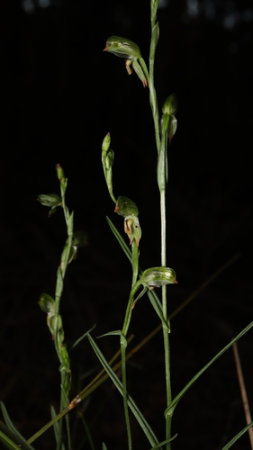 tall greenhood