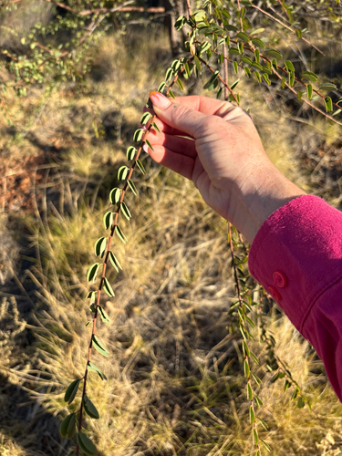 Lysiphyllum carronii, 2026-08-17