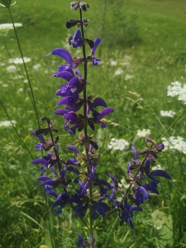 Meadow Sage