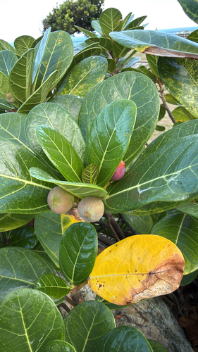 Ficus pedunculosa observed 2026-08-17