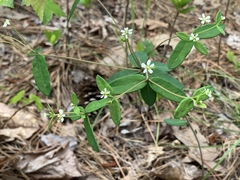 Euphorbia pubentissima