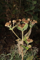 Verbesina sphaerocephala