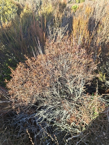 Dracophyllum subulatum observed 2026-08-17