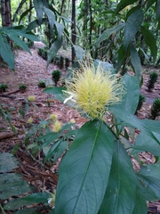 Justicia croceochlamys