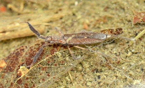 Curicta scorpio Stål, 1862