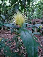 Justicia croceochlamys