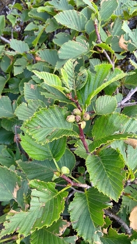 Alnus maximowiczii observed 2026-08-16