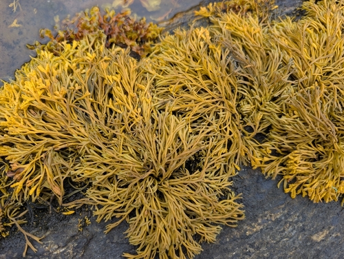 Channelled Wrack