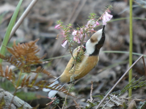 Eastern Spinebill