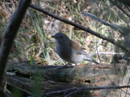 Gray Shrikethrush