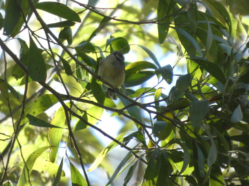 Brown Gerygone