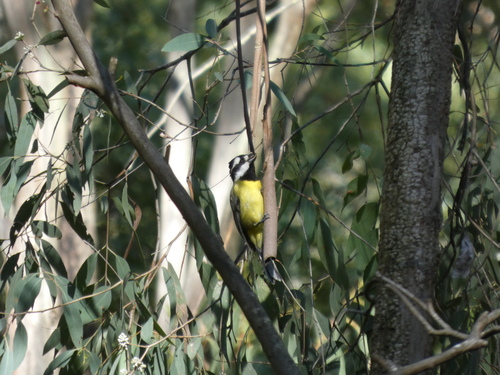 Eastern Shriketit