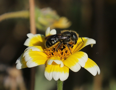 Osmia coloradensis
