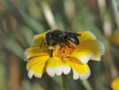 Osmia coloradensis