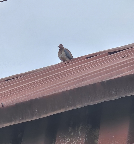 Laughing Dove