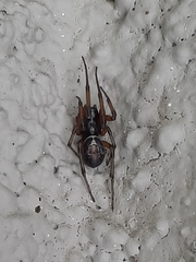 Steatoda nobilis