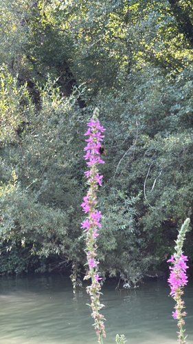 purple loosestrife