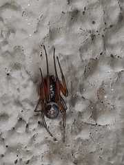 Steatoda nobilis