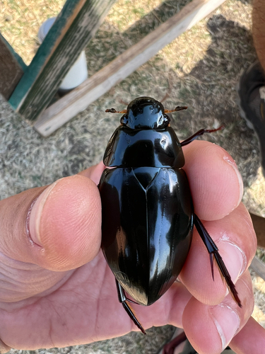 Great Silver Water Beetle