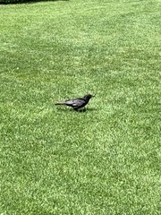 Corvus brachyrhynchos