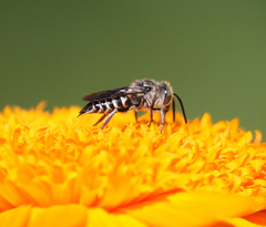 Boreocoelioxys