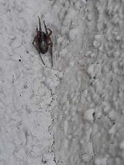 Steatoda nobilis