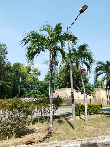 Manila Palm