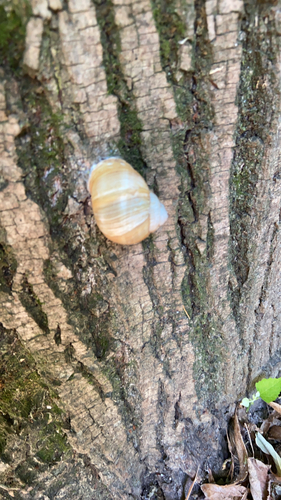 Roman Snail