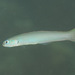 Pearly Dartfish - Photo (c) Mark Rosenstein, some rights reserved (CC BY-NC-SA), uploaded by Mark Rosenstein