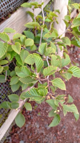 Alnus maximowiczii observed 2026-08-17