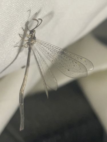 Clathroneuria coquilletti