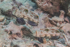 Signigobius biocellatus
