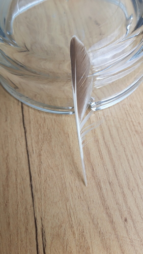 Plume de Tournepierre à collier